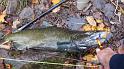 Another Salmon